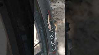 Praying mantis wants to ride a bike - Short