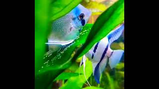 #angelfishbreeding #viral #trending #video #short #tiktok #angelfishbabies #sohigh 20/01/2023