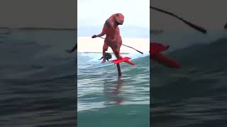 Tiranossauro Em Uma Prancha De Surf!