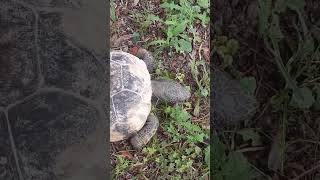 Tortoise In The Garden