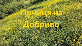 Перемелюю гірчицю на добриво для малини. Прополка рядів малини.