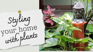 How to Style Your Home with Plants (Interior Design Tips)