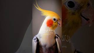 My cocktail parrot first breed || for cocktail chicks for cocktail eggs #birds