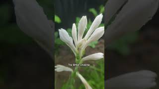 রজনীগন্ধা ফুল ও বৃষ্টি #nature #flowers