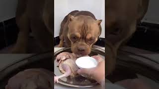 BEST DOG EATING FOOD #dogfood #dog #eating #tiktok #douyin #shorts