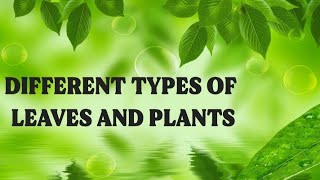 Different Types of Leaves And Plants 🍀☘️🪴🌿🌱#plants #nature#lifestyle