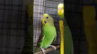 Budgies | Budgies CAGE #4k #shorts #akshimokshi8415