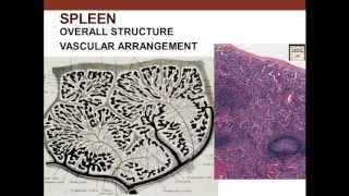 11. Medical School Histology. Lymphoid Tissue - Part 2 (Spleen and Thymus)