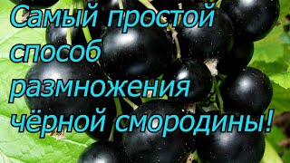 Смородина весной:  вырастите саженцы сами  легко и бесплатно!