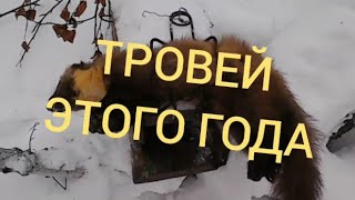 желанный трофеи любого охотника