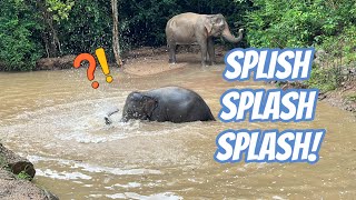 Baby Elephant Haven Really Loves To Be In The Water! The Elefish!