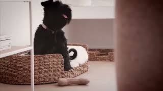 Andreotti Furniture | Pet Beds | Accessories