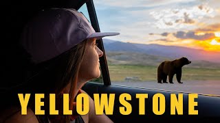 Grizzlies and Geysers | Yellowstone National Park