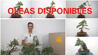 🔴📢📢¡¡NUEVOS BONSAIS DE ACEBUCHES / OLEA VAR. SYLVESTRIS DISPONIBLES‼️