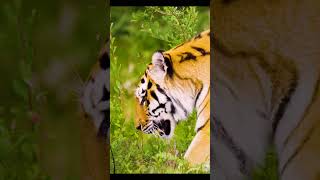 TIGER - ANIMAL ENCOUNTER 60FPS 8K ULTRA HD #wildlife #8k #animation