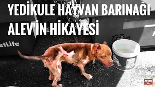 Yedikule Hayvan Barınağı Alev'in Hikayesi