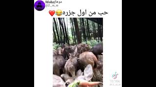 حب من اول جزره 🤣💔