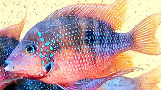 Ellioti cichlid how to care, tank mates, aquarium setup, feeding and breeding Ellioti cichlids fish