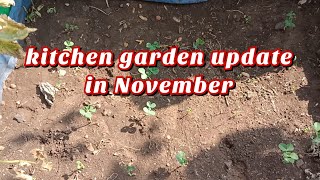 क्या चल रहा हैं मेरे किचन गार्डन में। kitchen garden update in November