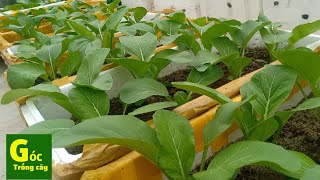 #27 Growing broccoli from seeds || Bí quyết trồng cải ngọt trên sân thượng siêu mập và lớn nhanh