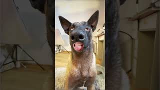 Dogs must funny videos #ytviral #funny #funnyanimal #dog #comedy #pets #animalsanimalsanimals