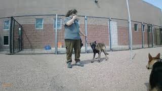 Henry - dog to dog eval in shelter