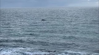 Whale watching