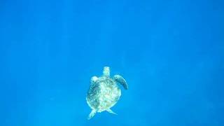 Turtle Ascidian Feed Again: Snorkeling Great Barrier Reef.AVI