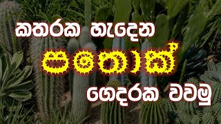 පතොක් පැළ කුණුවෙනවද?කටු තියෙන නිසා වවන්න අකමැතිද? ඔන්න හැම ප්‍රශනයකටම පිළිතුරු මේ වීඩියෝ එකෙන් දෙනවා