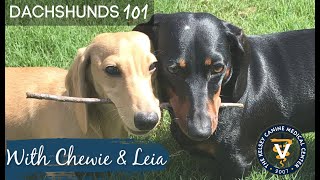 Dachshunds 101