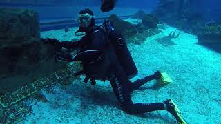 Shark Diving in Dubai Aquarium - Jean Paul Video 3