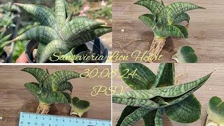 30.08.24 Новая Сансевиерия(Sansevieria) Lion Heart, обзор покупки