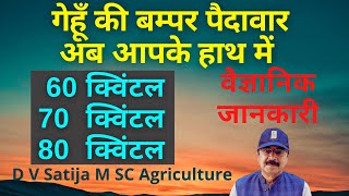 gehu ki sabse jyada paidawar kaise kare | wheat potential yield | npk, zinc,sulphur , ssp, ccc |