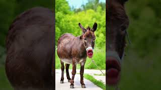 funny donkey #ytviral #crazydonkey #funnyanimal #funnydonkey#petslover #animals