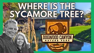 Unmasking Dogwood Canyon: The Sycamore Tree Mystery