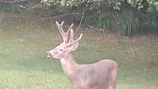 Buck Visitor