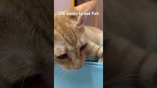 Tigress wants to eat fish #cattomemes #kitten #meowmemes #catlovers #catlover