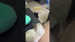 Стахули покакули#funny #смех #юмор #кот #cat #испуг #shorts #freefire #scary #cool #релакс #приколы