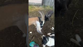 Козий дворик🐐🐐🐐