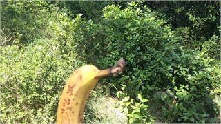 Peut-on jeter ses peaux de banane en pleine nature ?