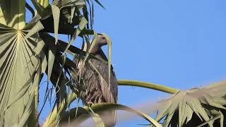 White rumped Vulture