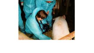 MSU1 Ultrasound for pigs