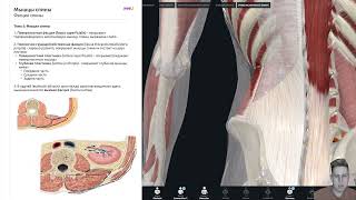 Урок 5  Фасции спины