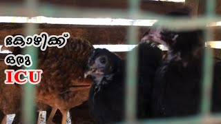 Chicken isolation unit|കോഴിക്ക് ഒരു ചികിൽസ യൂണിറ്റ്|കോഴി വളർത്തൽ|CJ Farm.