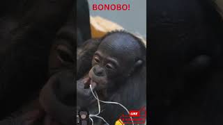 Baby Bonobo Playtime 🐵💕 | Adorable Moments in the Wild