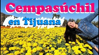 Campos de Cempasúchil en Tijuana| Cómo llegar y qué hacer| La flor de muertos