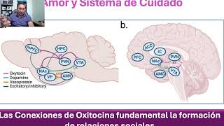 Neurociencia del Amor: parte 2. La Química del Amor