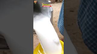 Highlife Dairy solution#dairyfarm #dairyfeed #dairyfarming #viralreels #viralshort #trendingshorts