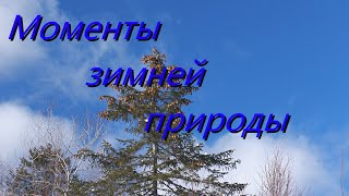 Интересные моменты в лесу зимой