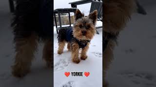 ❤️ YORKIE ❤️ #yorkie #shorts #short #viral #video #viralvideo #viralshorts  #yorkshireterrier